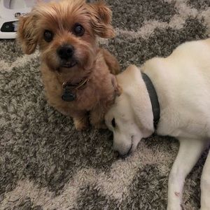 Meet your Posher, Rosa